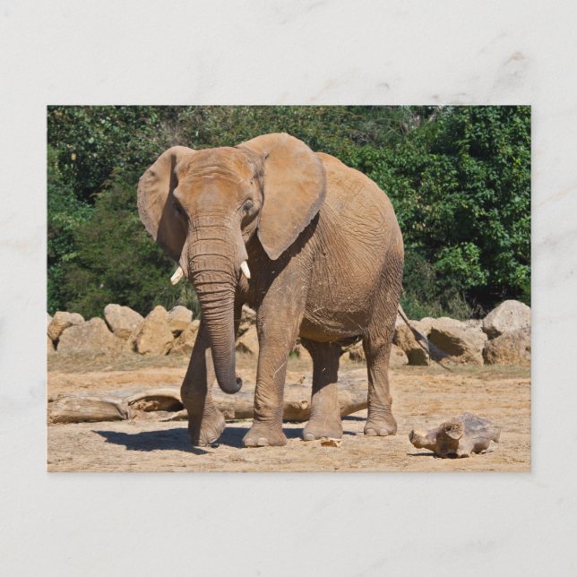 Carte postale d'éléphant mâle (Devant)