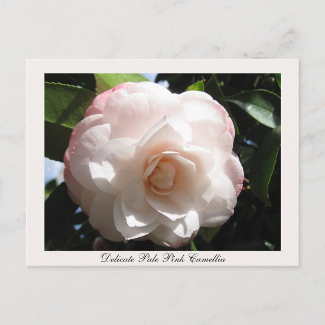 Carte Postale Délicate Camellia rose pâle (Devant)