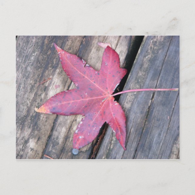 Carte Postale délicatement (Devant)