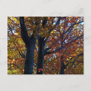 Carte Postale Délicatesse automnale