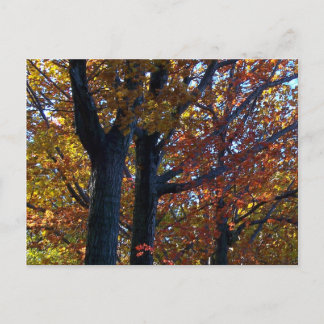 Carte Postale Délicatesse automnale