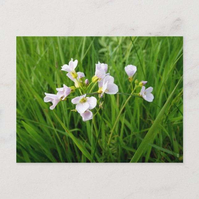 Carte Postale Délice de fleur sauvage (Devant)