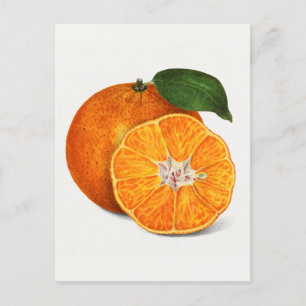 Carte Postale Délicieuse peinture à la mandarine orange