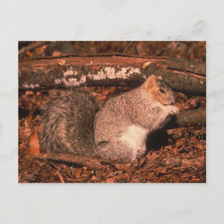 Carte Postale Delmarva Penninsula Fox Squirrel