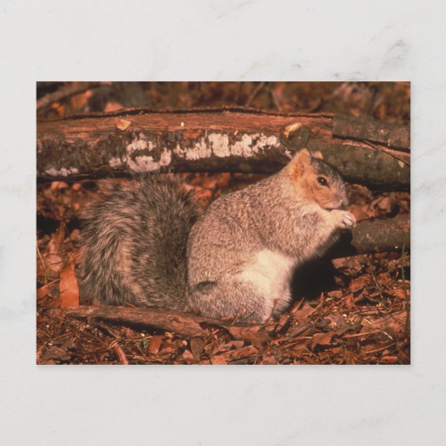 Carte Postale Delmarva Penninsula Fox Squirrel (Devant)