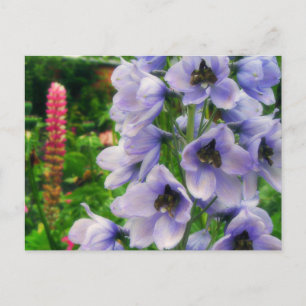 Carte Postale Delphinium bleu
