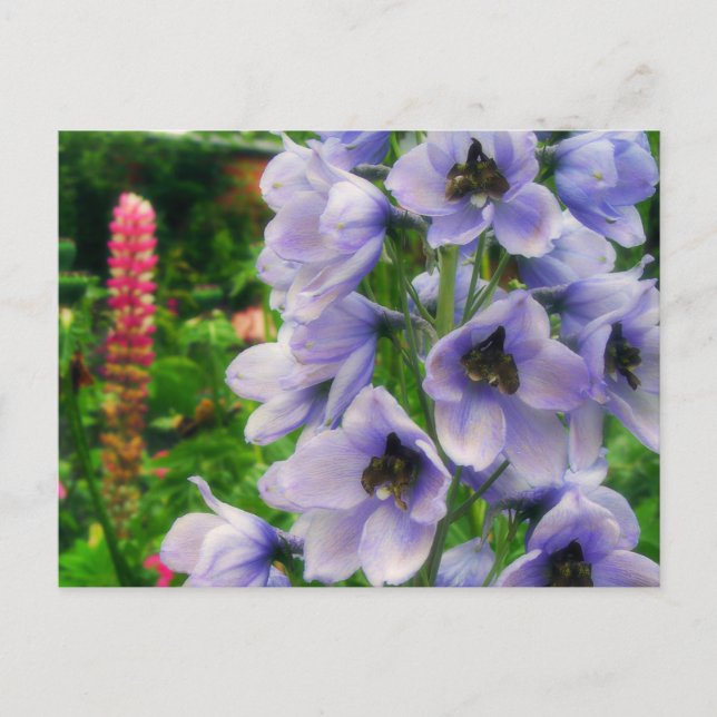 Carte Postale Delphinium bleu (Devant)