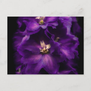 Carte Postale Delphinium Vintage pourpre