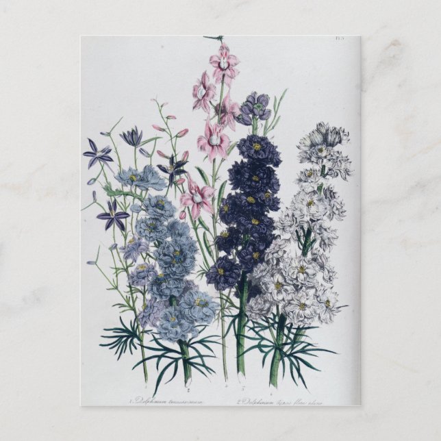 Carte Postale Delphiniums, du "Jardin aux Fleurs des Dames" (Devant)