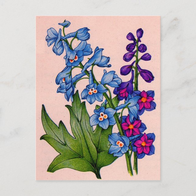 Carte Postale delphiniums en bleu et violet (Devant)