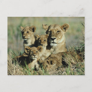 Carte Postale Delta de l'Okavango, Botswana