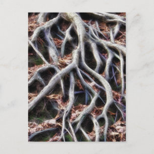 Carte Postale Démêler les racines des arbres