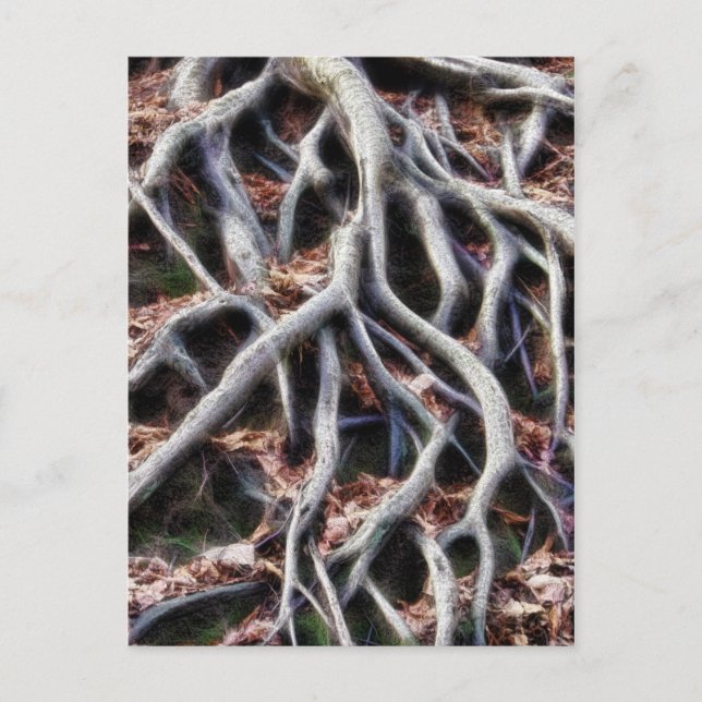 Carte Postale Démêler les racines des arbres (Devant)