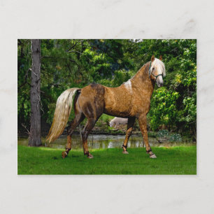 Carte postale "Demelza"