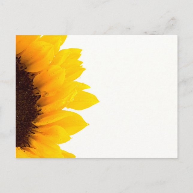 Carte Postale Demi-tournesol (Devant)