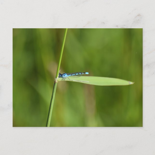 Carte Postale Demoiselle  (Devant)