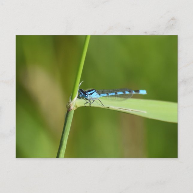 Carte Postale Demoiselle  (Devant)