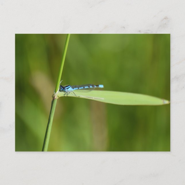 Carte Postale Demoiselle  (Devant)