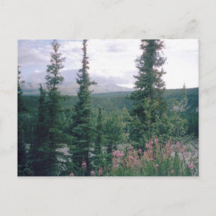 Carte Postale Denali, Alaska