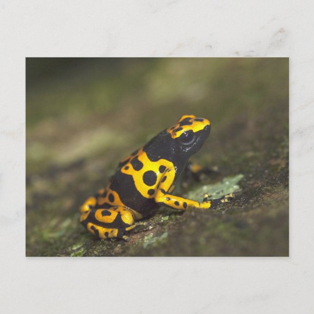 Carte Postale Dendrobates de grenouille à bandes jaunes (Devant)
