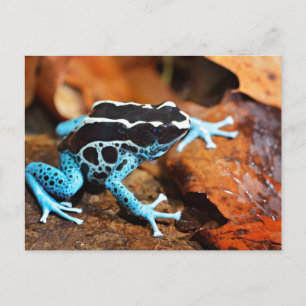 Carte Postale Dendrobates Tinctorius
