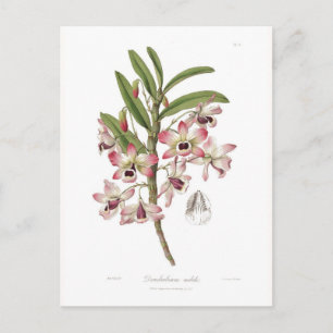 Carte Postale Dendrobium nobile