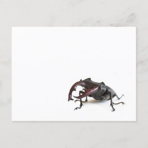 Carte Postale Dendroctone du pin