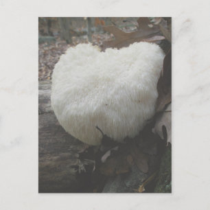 Carte Postale Dent aux champignons (Hericium erinaceus)