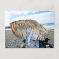 dent mammouth en alaska 09