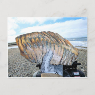 Carte Postale dent mammouth en alaska 09