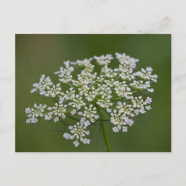 Carte postale dentelle de la reine Anne (Devant)
