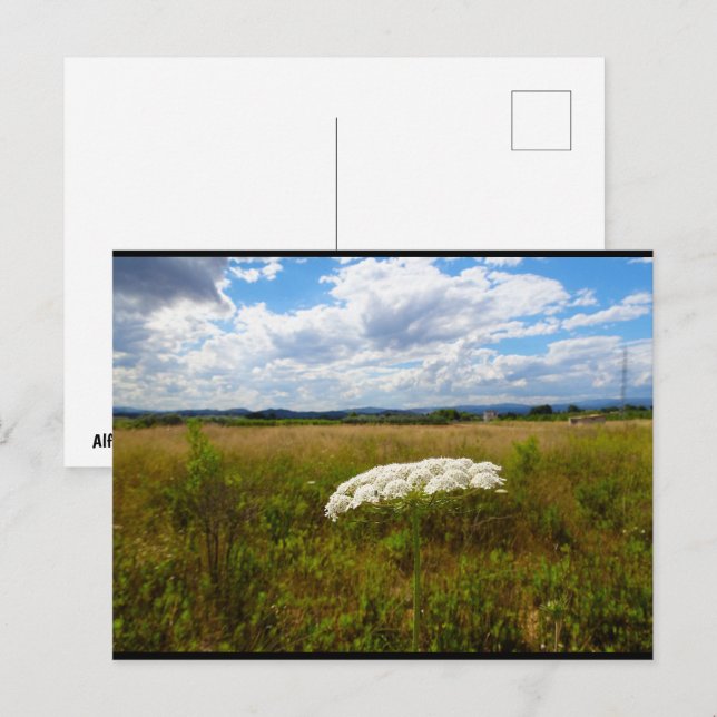Carte Postale Dentelle sauvage dans la prairie (Devant / Derrière)