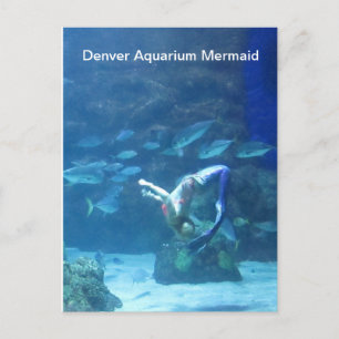 Carte postale Denver Aquarium Mermaid