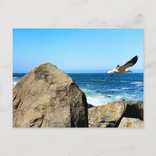 Carte Postale Départ de Seagull