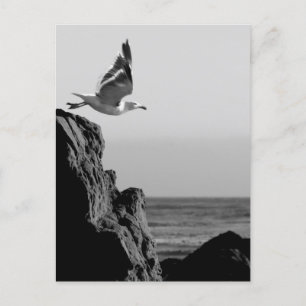 Carte Postale Départ de Seagull