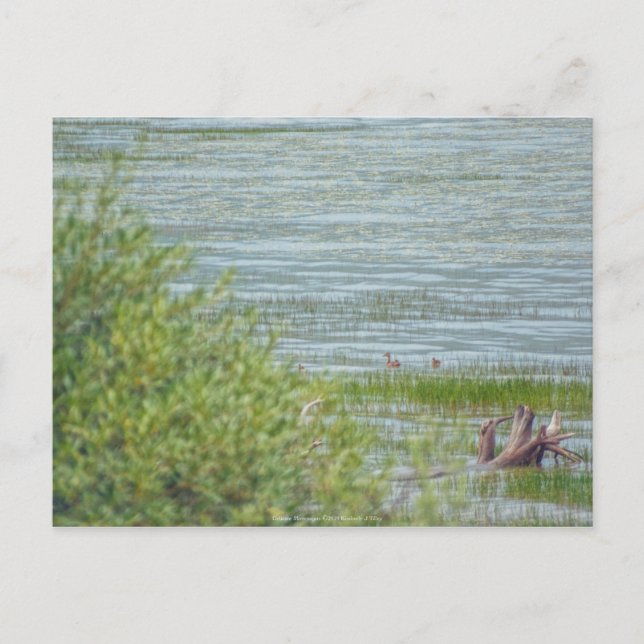 Carte Postale Déplacement délicat (Devant)