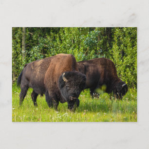 Carte Postale Der Amerikanische Bison am Alaska Highway