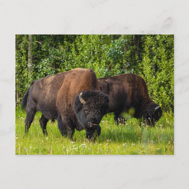 Carte Postale Der Amerikanische Bison am Alaska Highway (Devant)