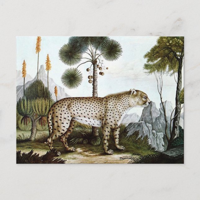 Carte Postale Der Gepard ou The Cheetah (1886) (Devant)