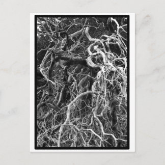 Carte postale déracinée