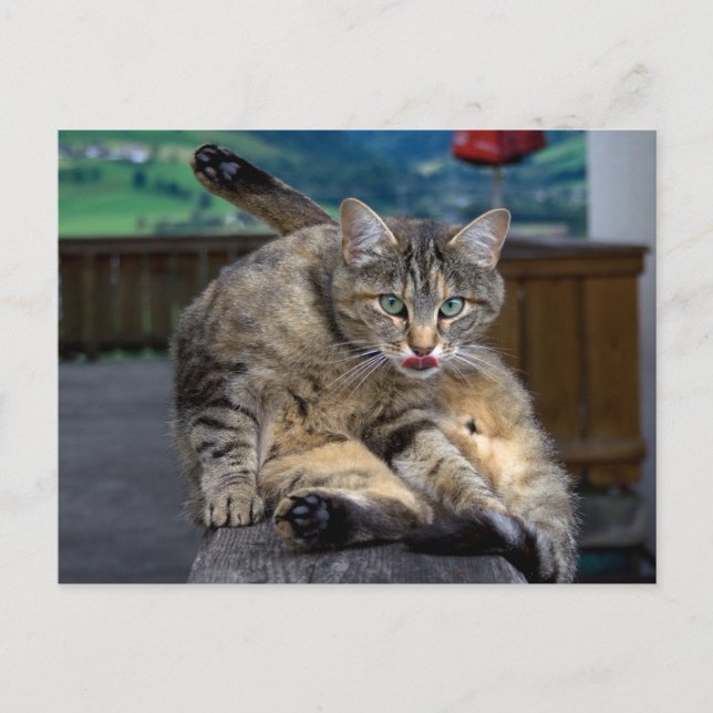 Carte Postale Dérangé lors du nettoyage (Devant)