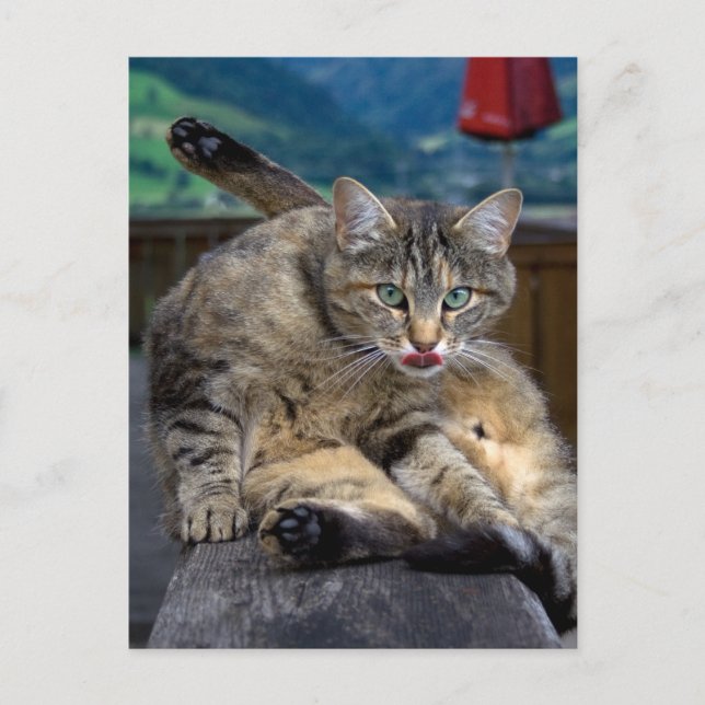 Carte Postale Dérangé lors du nettoyage (Devant)