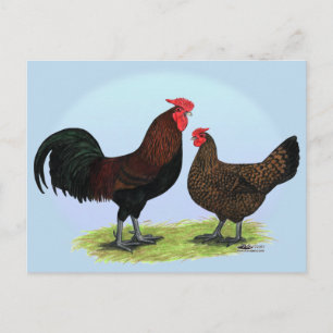 Carte Postale Derbyshire Redcap Fowl
