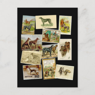 Carte Postale Dérhound écossais : vintage