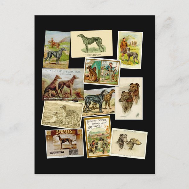 Carte Postale Dérhound écossais : vintage (Devant)