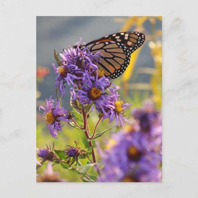 Carte Postale Dernier papillon Monarque (Devant)