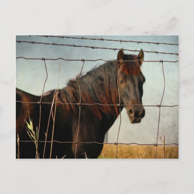 Carte Postale Derrière la clôture, cheval abstrait (Devant)