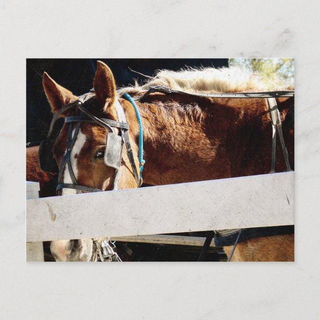 Carte Postale Derrière la clôture Cheval Amish (Devant)