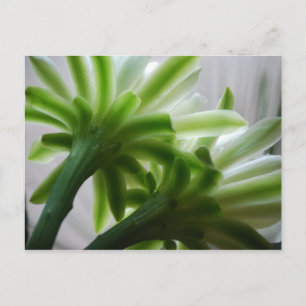 Carte Postale Derrière les scènes