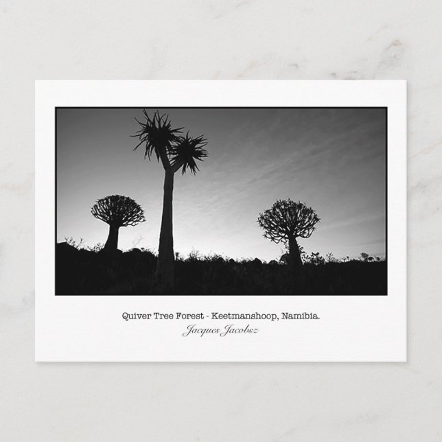 Carte postale des arbres du carquois (Devant)